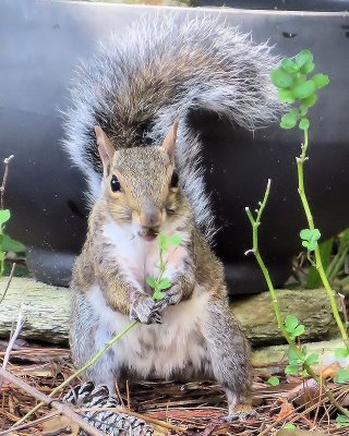 Squirrel Eating My Mums