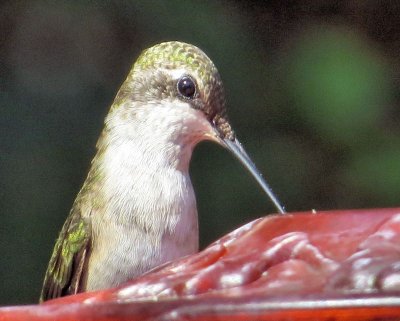 Hummer Close-up and Personal
