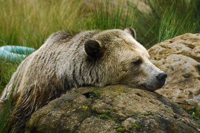 Napping Grizzly