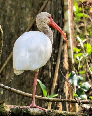 Week #4 - White Ibis in a tree