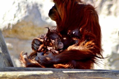 Mama and Baby Orangatan by Kaile Goodman