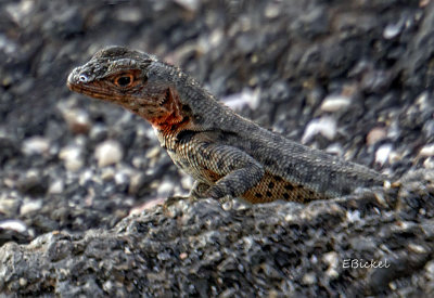 Female Galapagos Lava Lizard