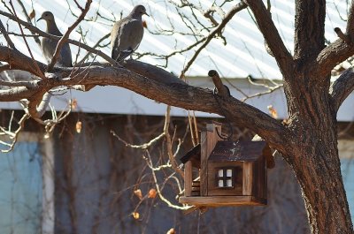 Birdhouse by Kaile Goodman