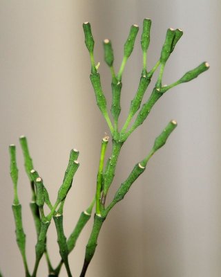 Cactus with bokeh
