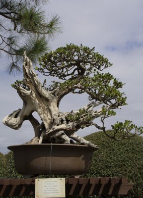 Old Bonsai tree