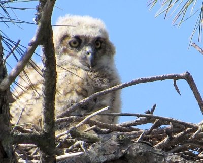 Week #2 - Baby Great Horned Owl