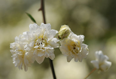 White Blossoms of Spring