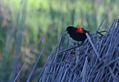 Week #4 - Red-winged Blackbird