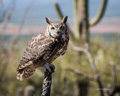 Week #4 -Great Horned Owl