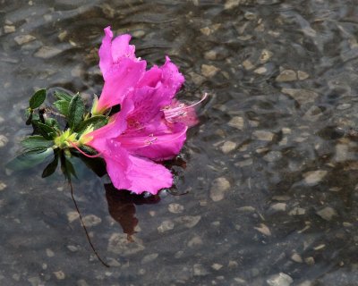 Azalea in a Puddle