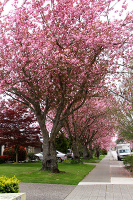 Blossom
