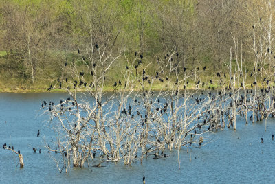 Return of the Cormorants