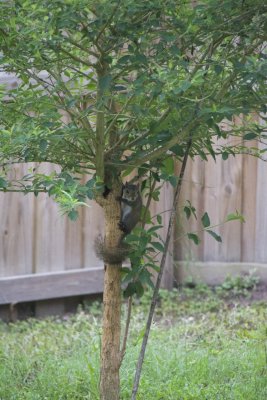Squirrel tree