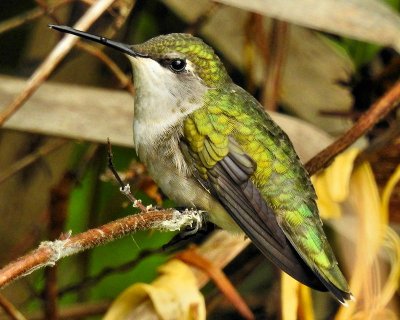 Hummingbird