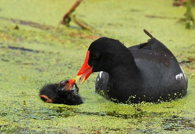 Moorhen Feeding Baby