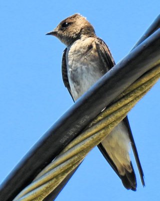 Week #1 - Northern Rough-Winged Swallow