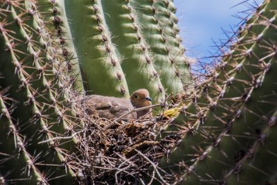 Week #1 - Mourning Dove Nesting in the Saguaro Tree