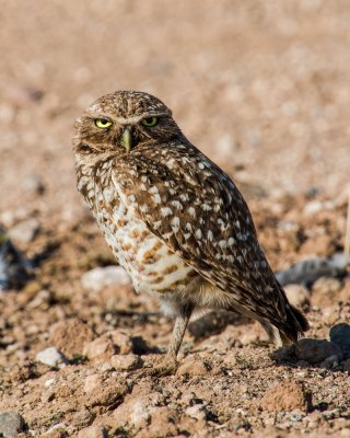 Week #2-Burrowing Owl