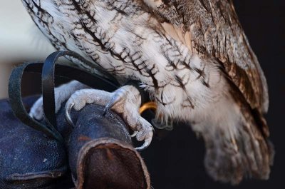 Screech Owl Feet & Claws