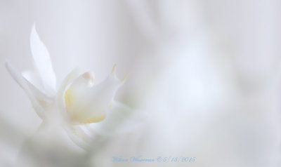 White Phalaenopsis