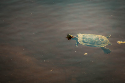 Pond Slider Turtle 