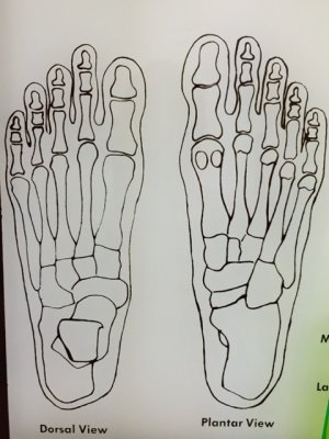 Feet bones