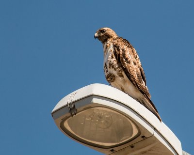 Week #4 - Red-tailed Hawk on Street Lamp