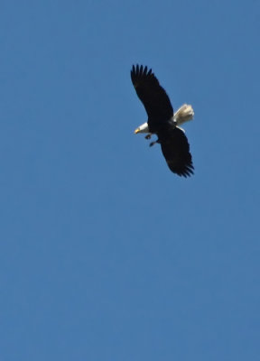 Bald Eagle- Feet Forward