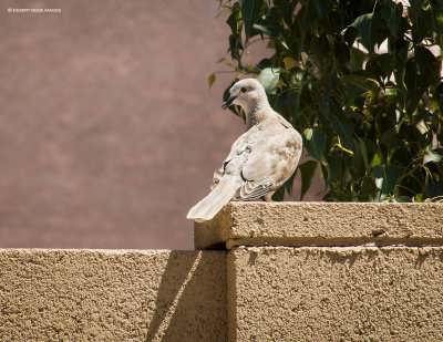 Week #2 - Eurasian Collared Dove