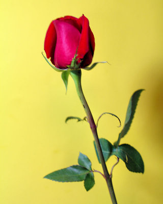 Week #4 - Red Rose