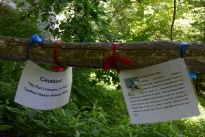 Signs - Four Toothed Mason Wasp