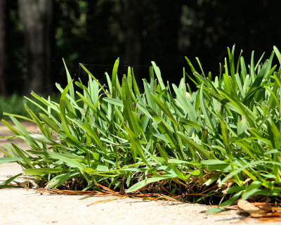 St Augustine Grass