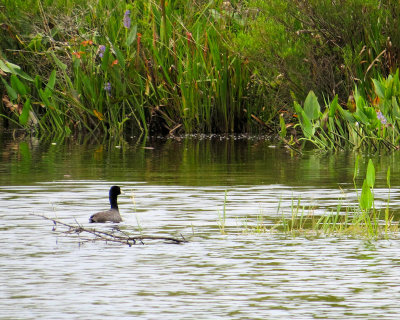 Swimming in the grassy water