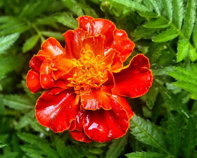 Marigold flower