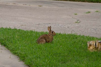 Bunny sitting in the grass 