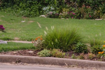 Neighbors Pampas Grass 730 am