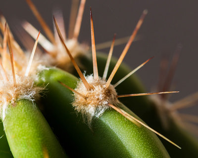 Cactus Thorns