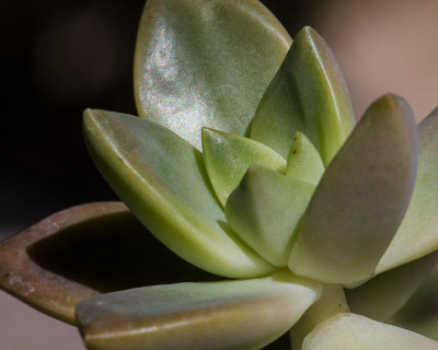 Week #4 - Echeveria Succulent
