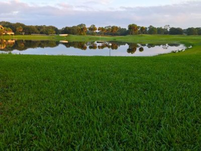 Grass and golf course