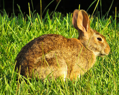 Week #2 - Neighborhood Rabbit 