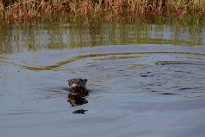 Week 4: Otter