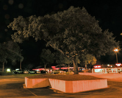 Night time photo of a tree - Not the ordinary shot of a tree
