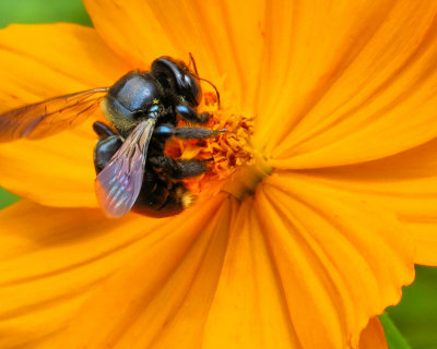 Bee on a Cosmos