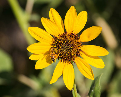 Week #4 - Bee on a Sunflower