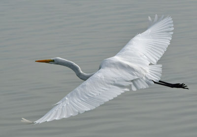 Week #4 - Great Egret Spread Out