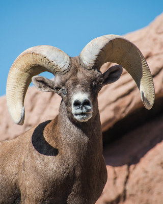 Bighorn Sheep 