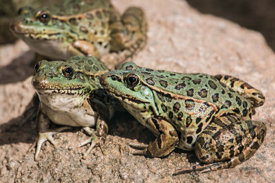 Week #1 - Lowland Leopard Frogs