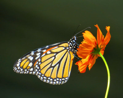 Week #3 - Monarch Butterfly