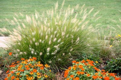  Week 3 Pampas Grass and fall flowers 