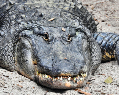 Alligator face on 